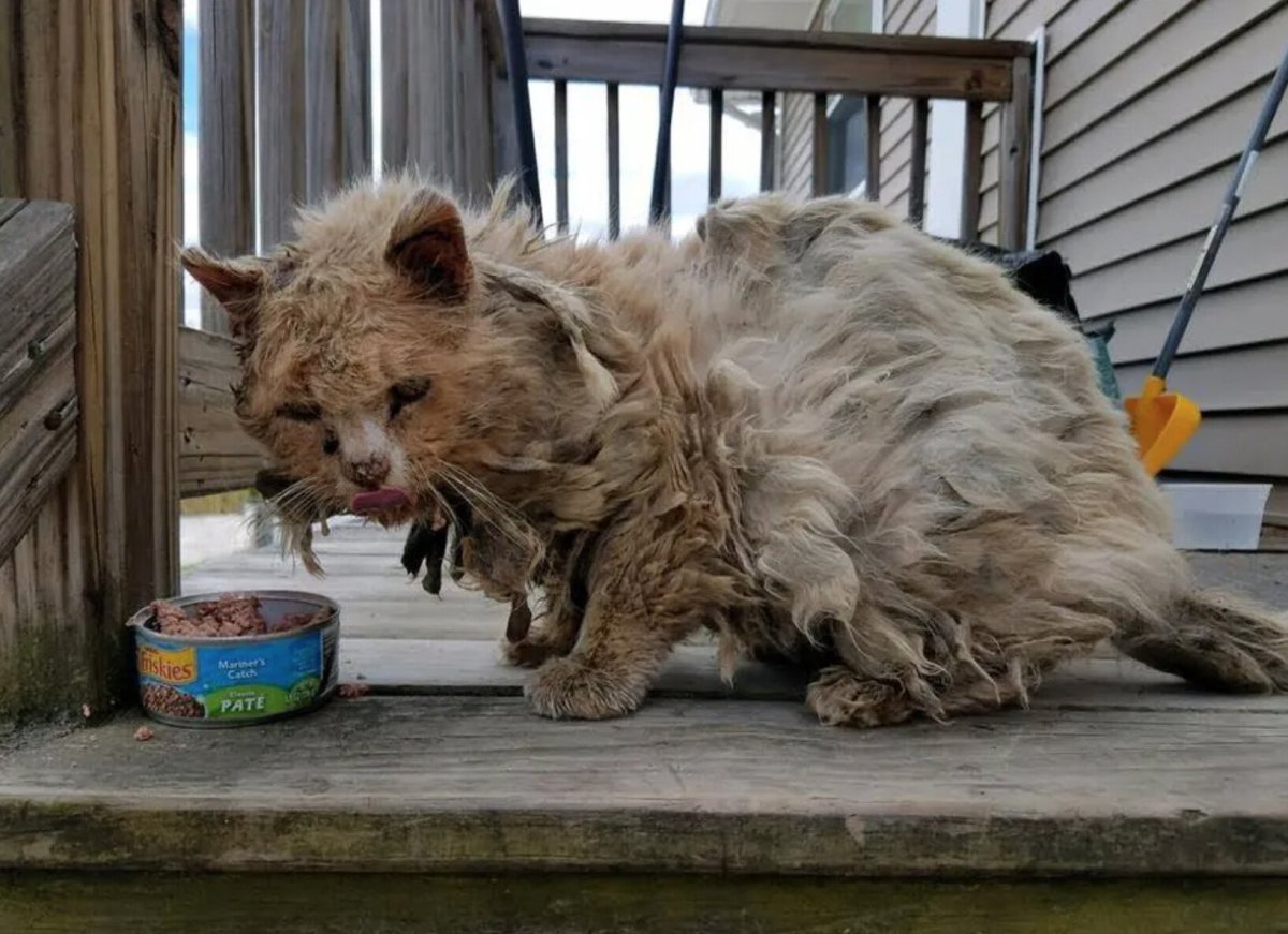 Вадим Черноречин уродливый кот