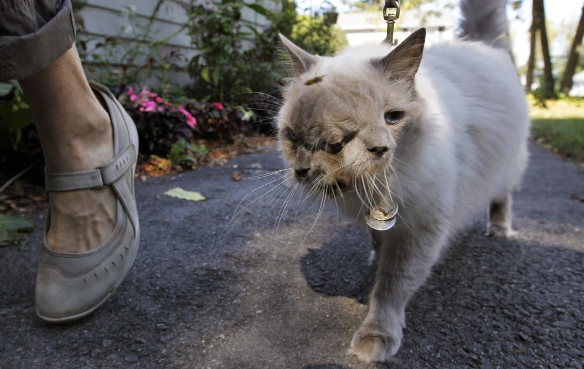 Тощая кошка