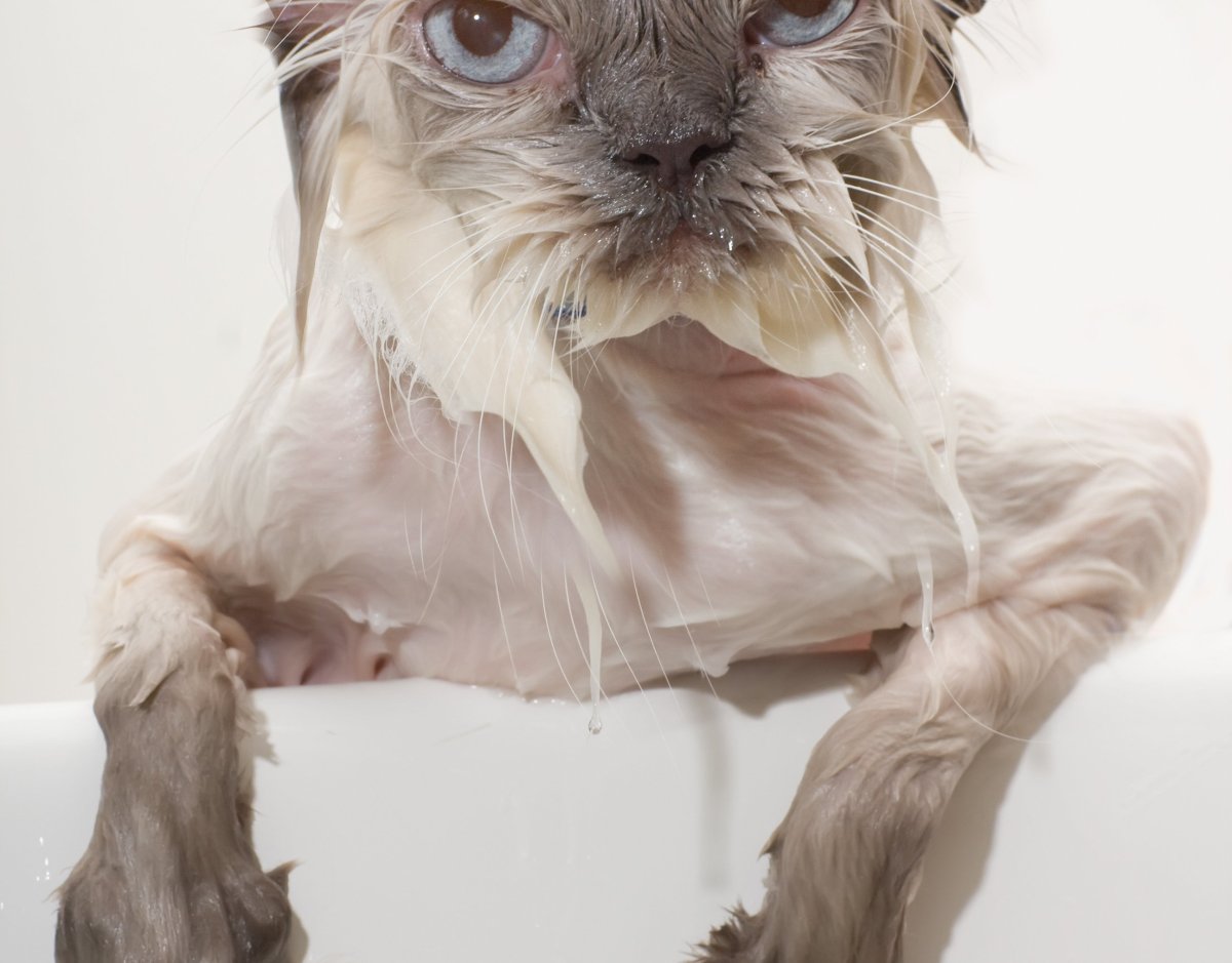 Грязный Бездомный котенок