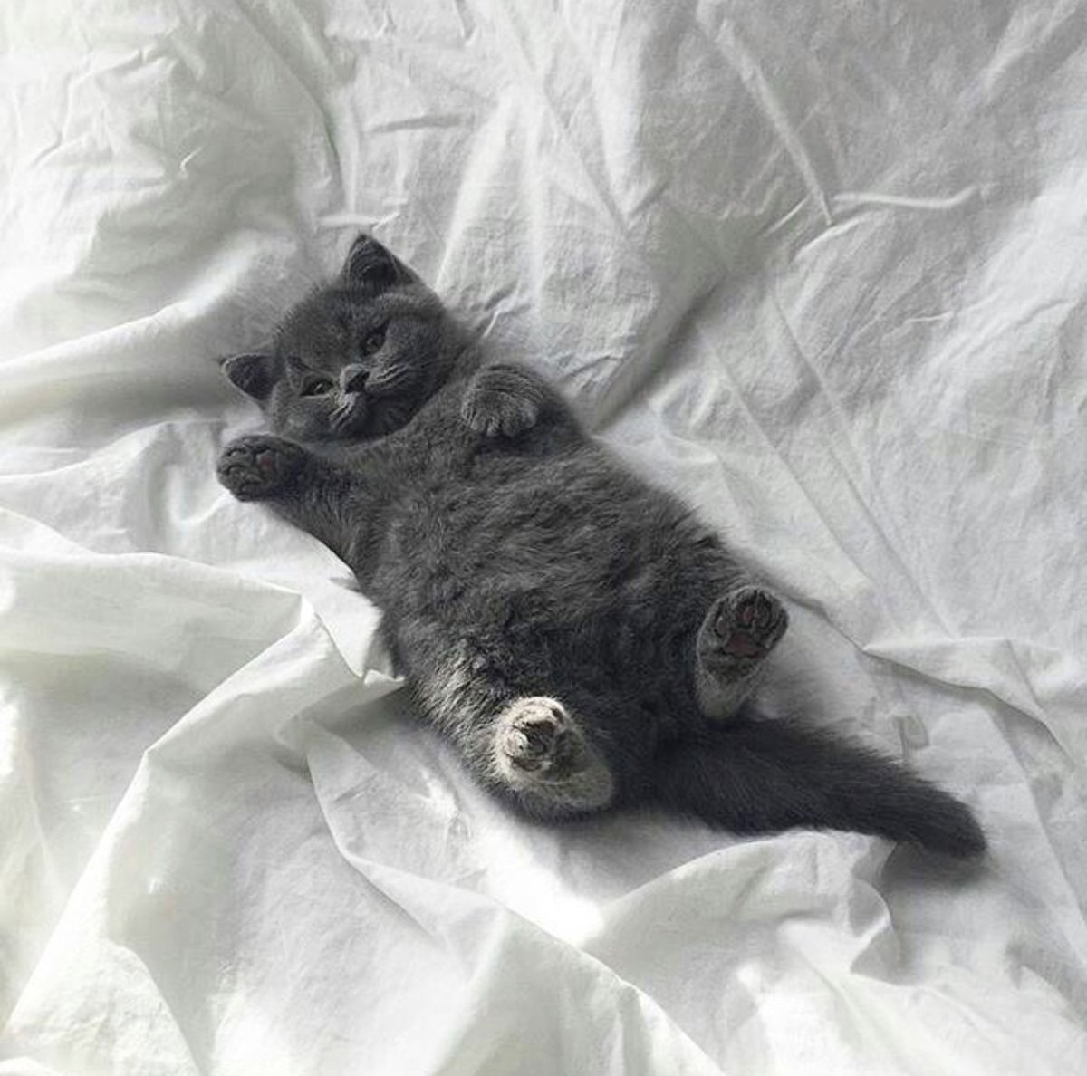 2х недельный котенок