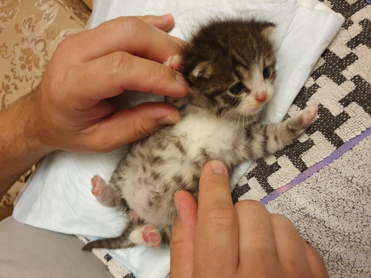 Полуторамесячный котенок