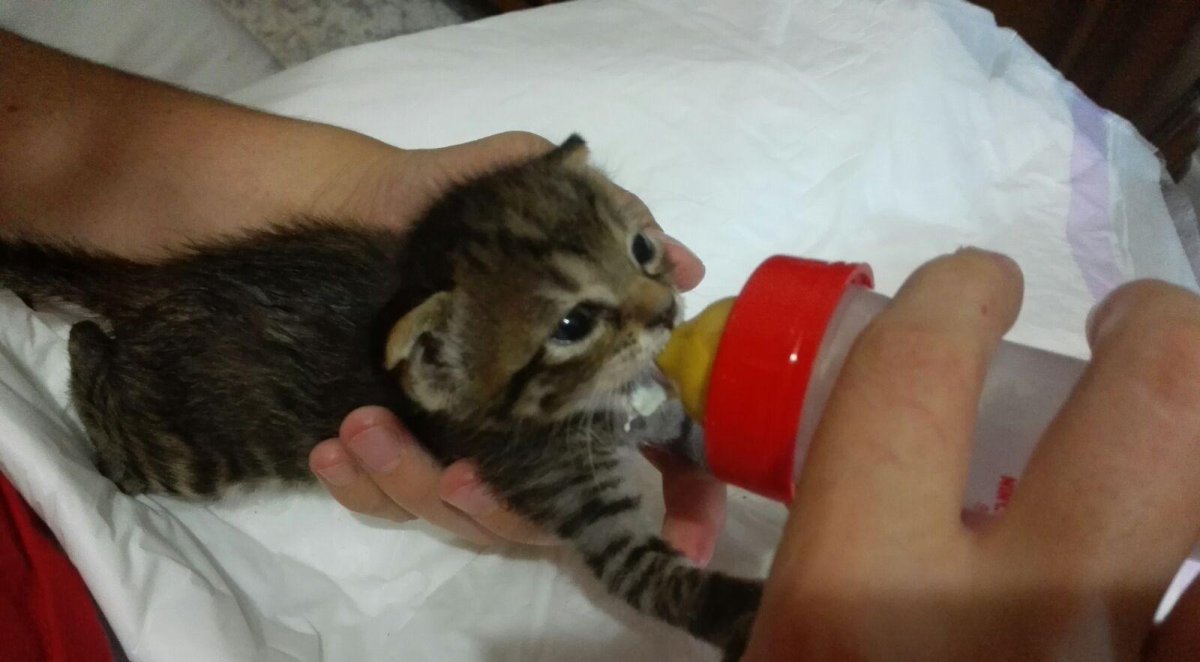 Милые эстетичные коты