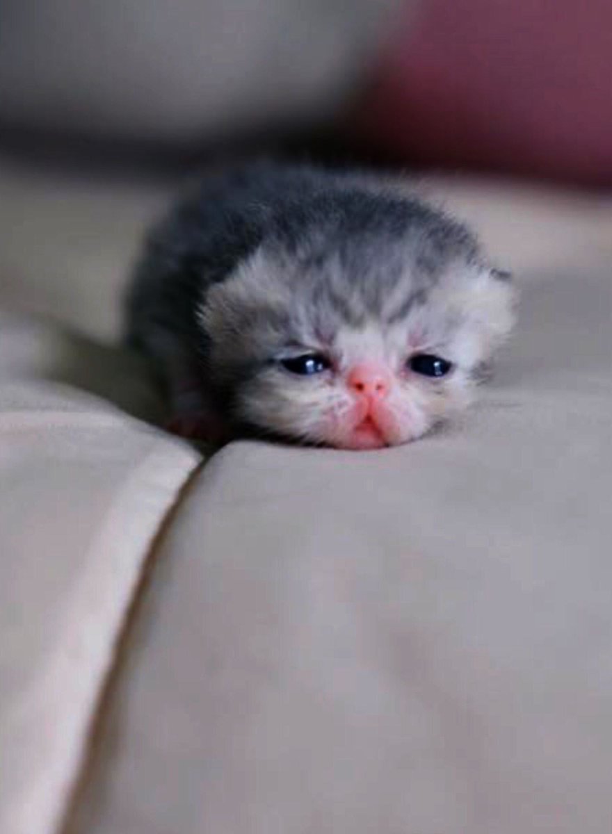 Двухнедельные котята