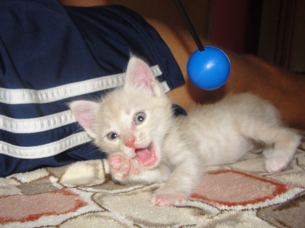 Котики из пинтереста