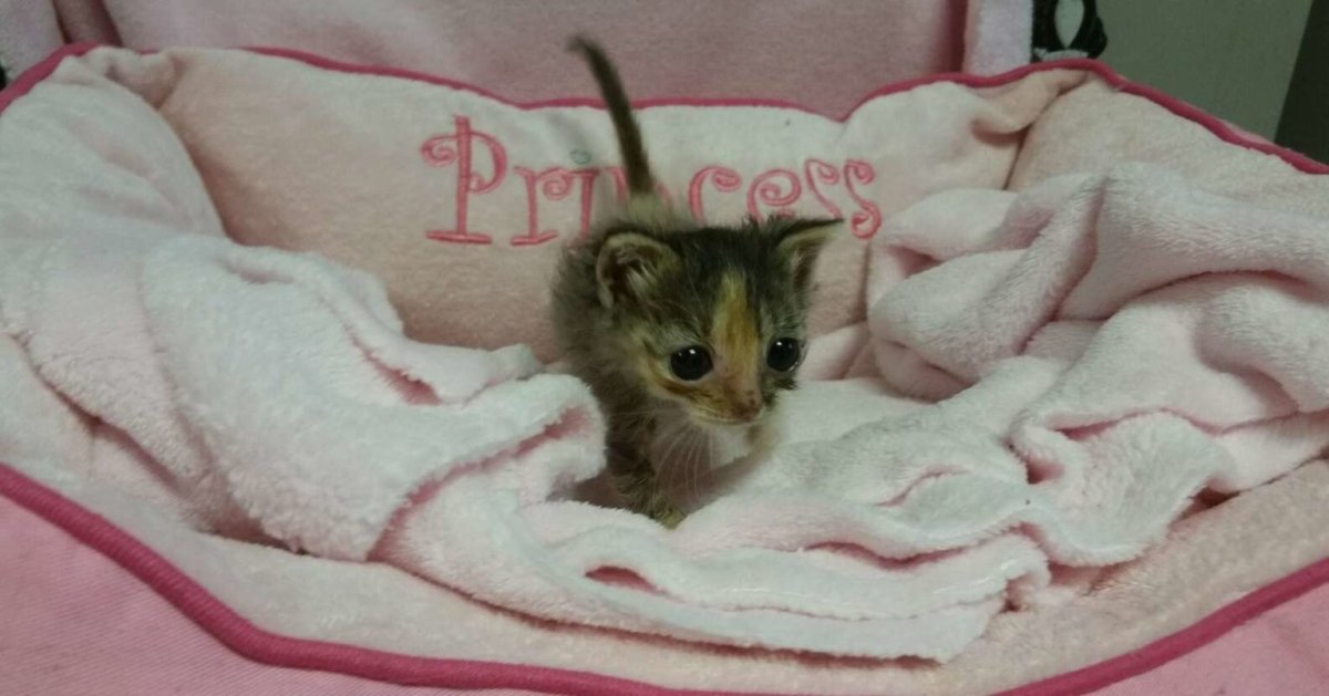 Кошачья лапка