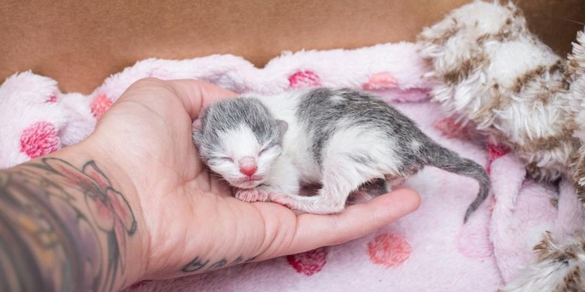 Котики в кружках