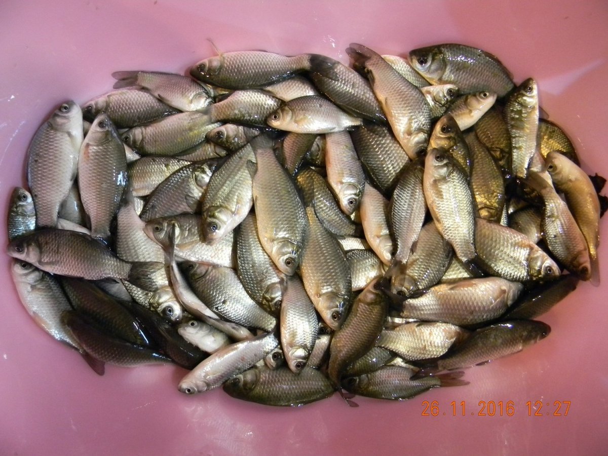 Живец-малёк (карась)