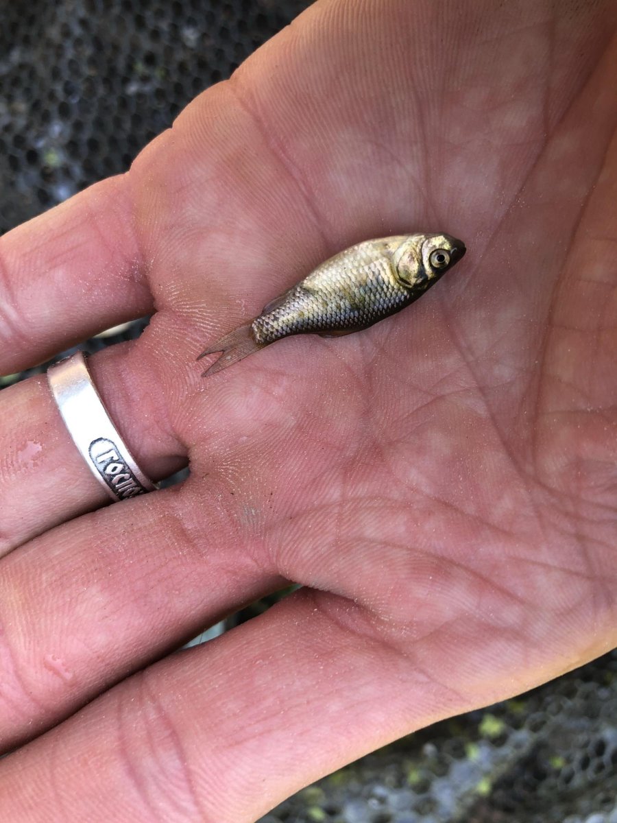 Малек карася