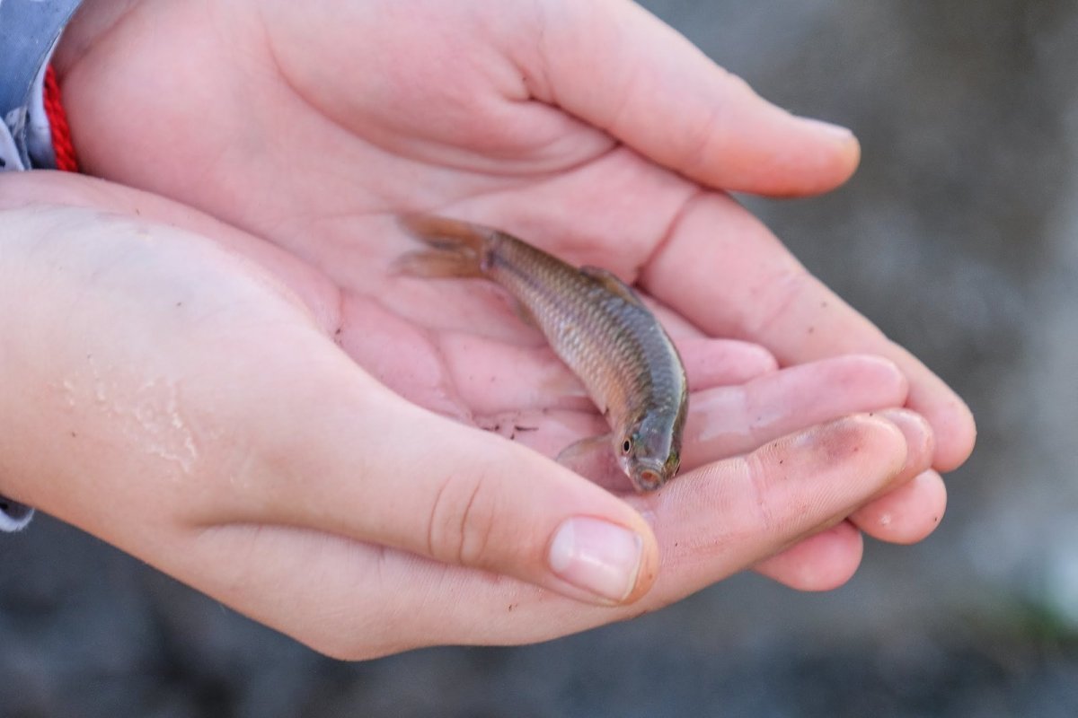 Мальки в речке