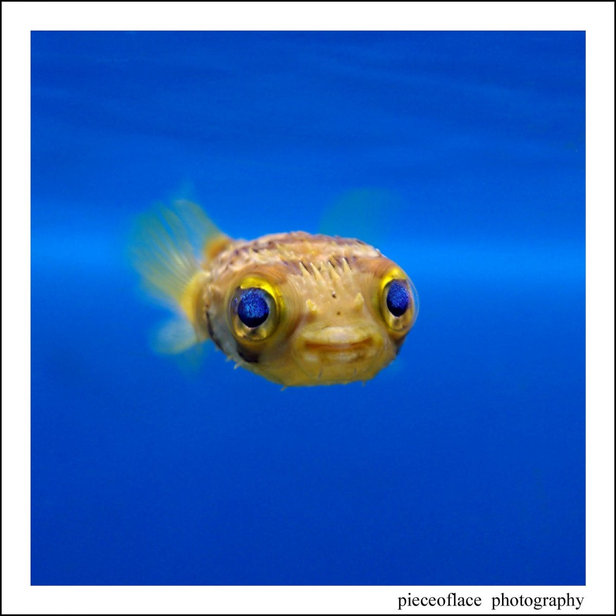 Мальки фугу