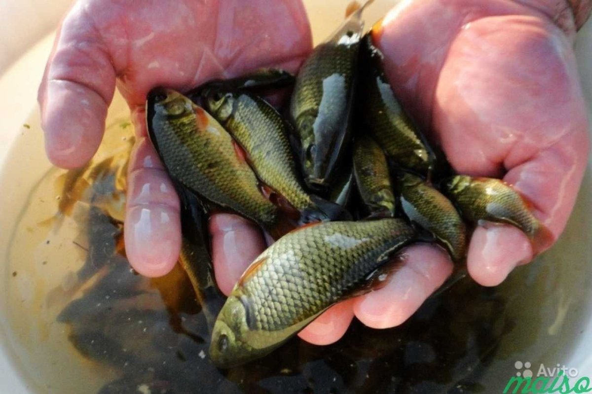 Золотой Карасик малек