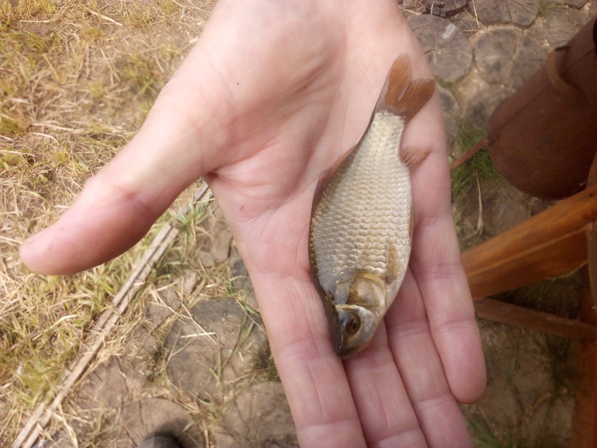 Карась серебряный Амурский