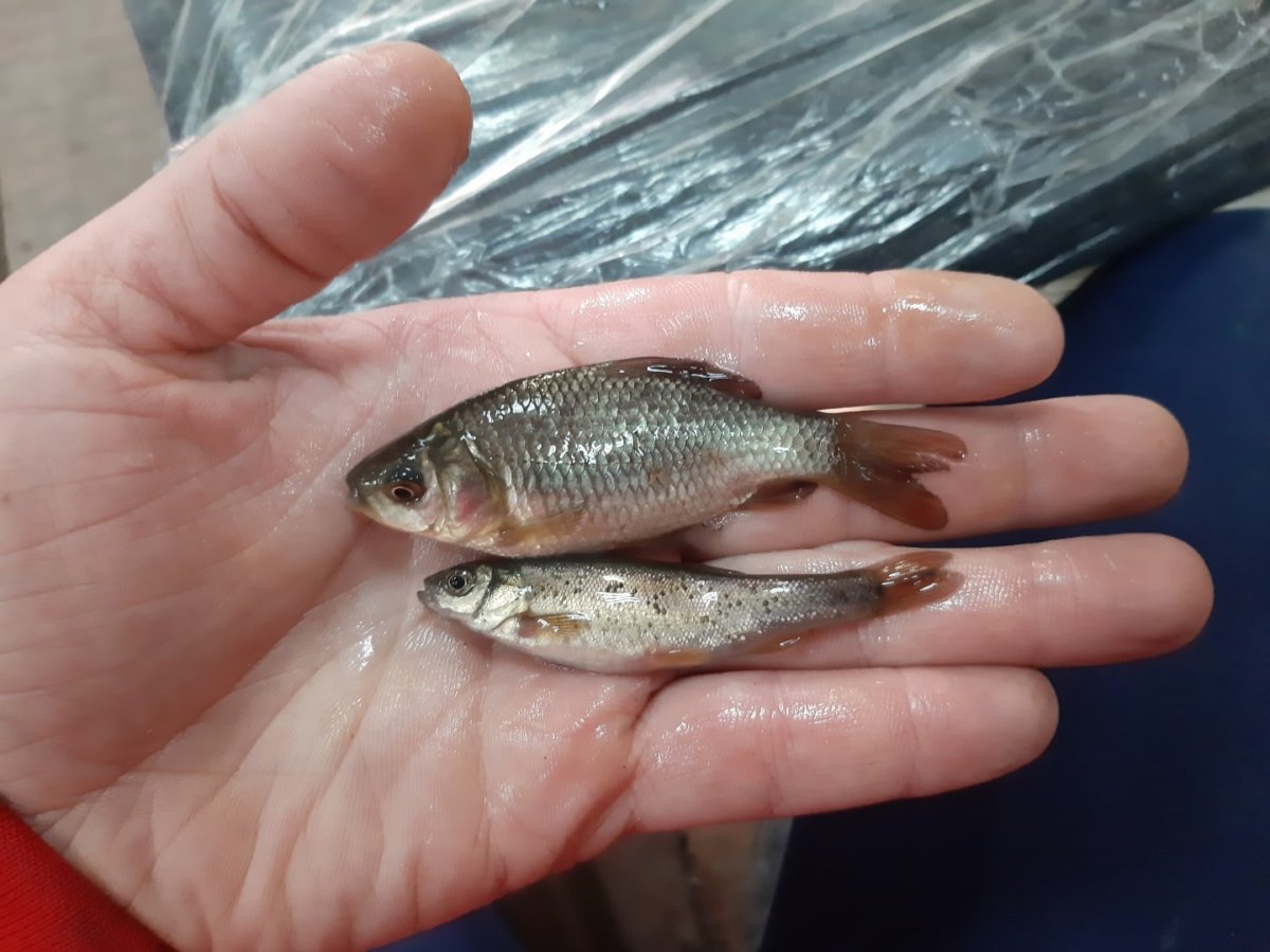 Малек чебака