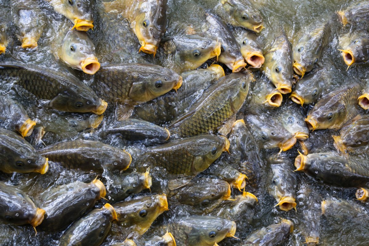 Стая Карпов