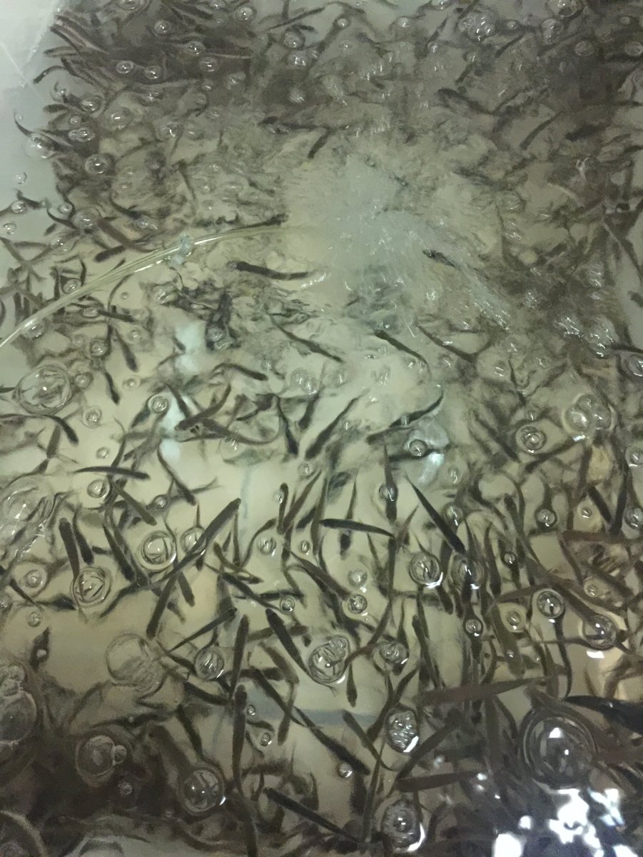 Малек карася