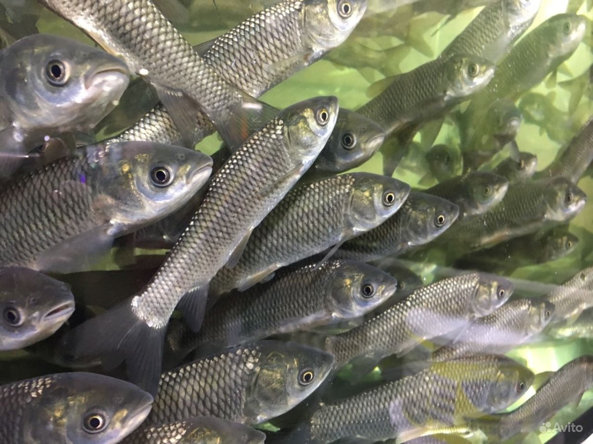 Белый Амур рыба малек