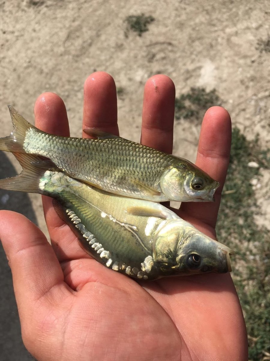 Малек белого Амура