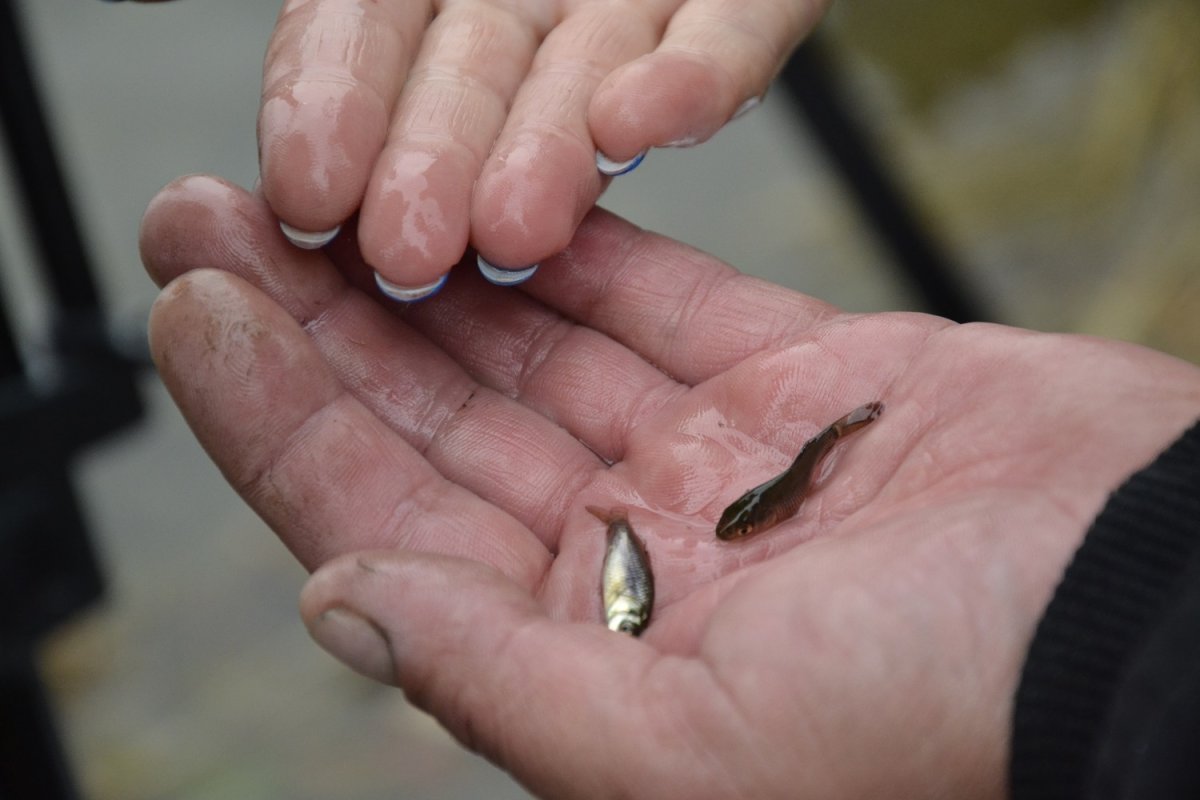 Сазан рыба малек