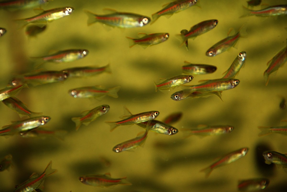 Данио рыбки мальки