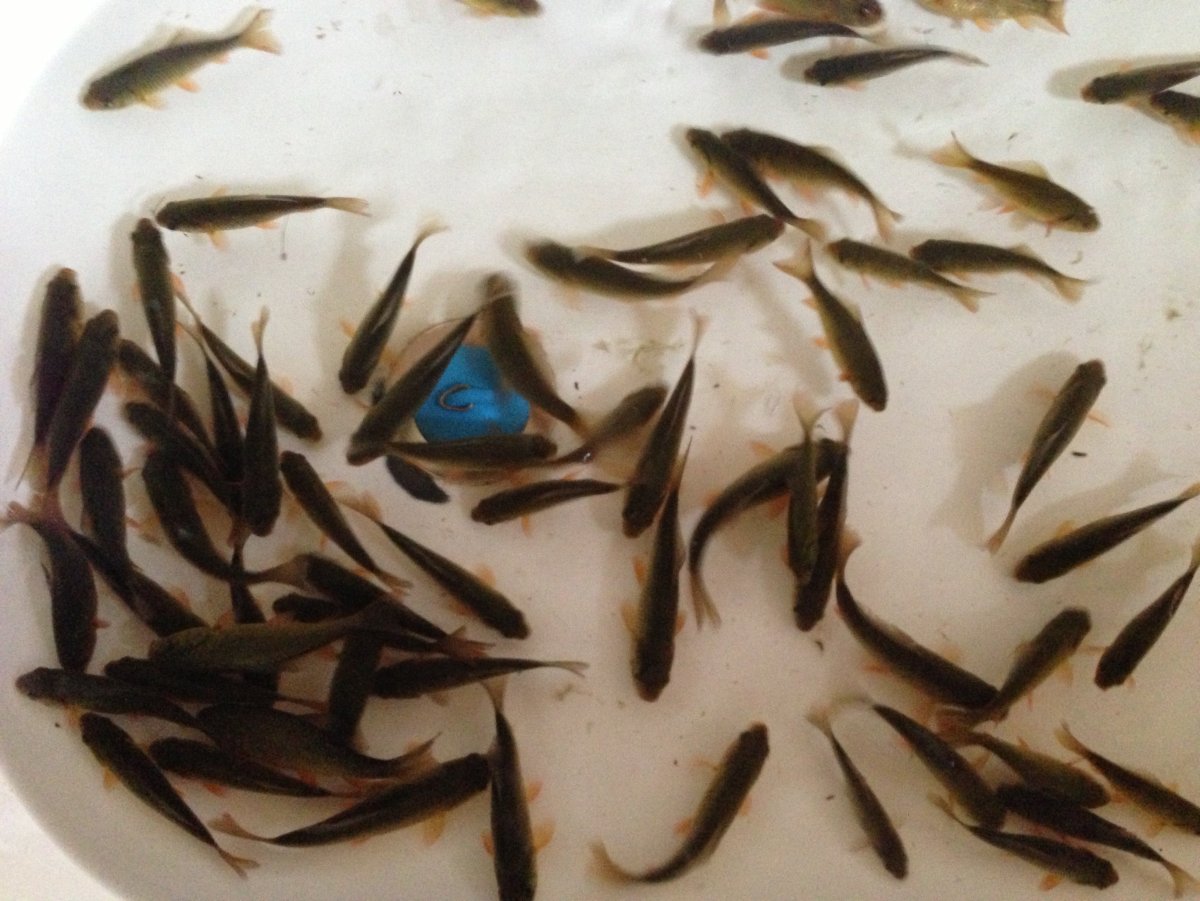 Живец малек