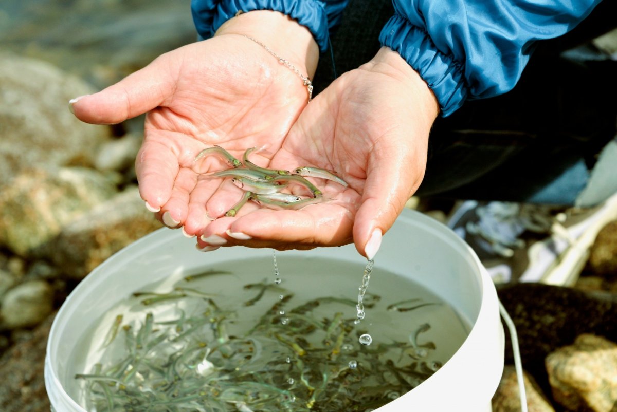 Маленькие рыбки в озере