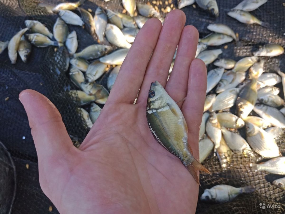 Малек карпа толстолобика