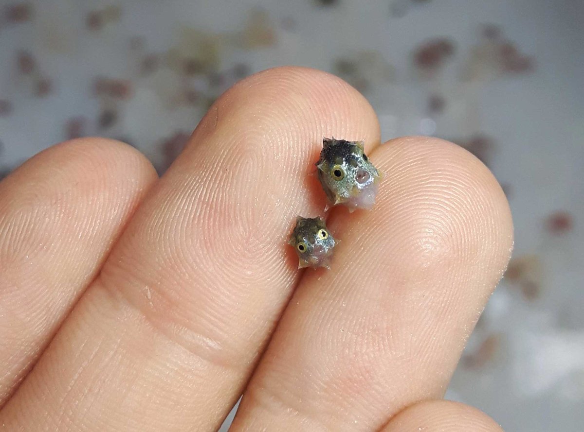 Мальки кометы