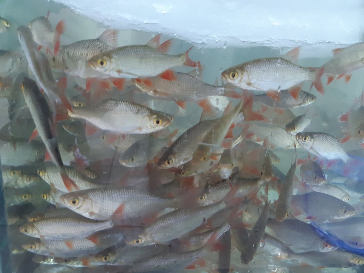 Живец сорожка