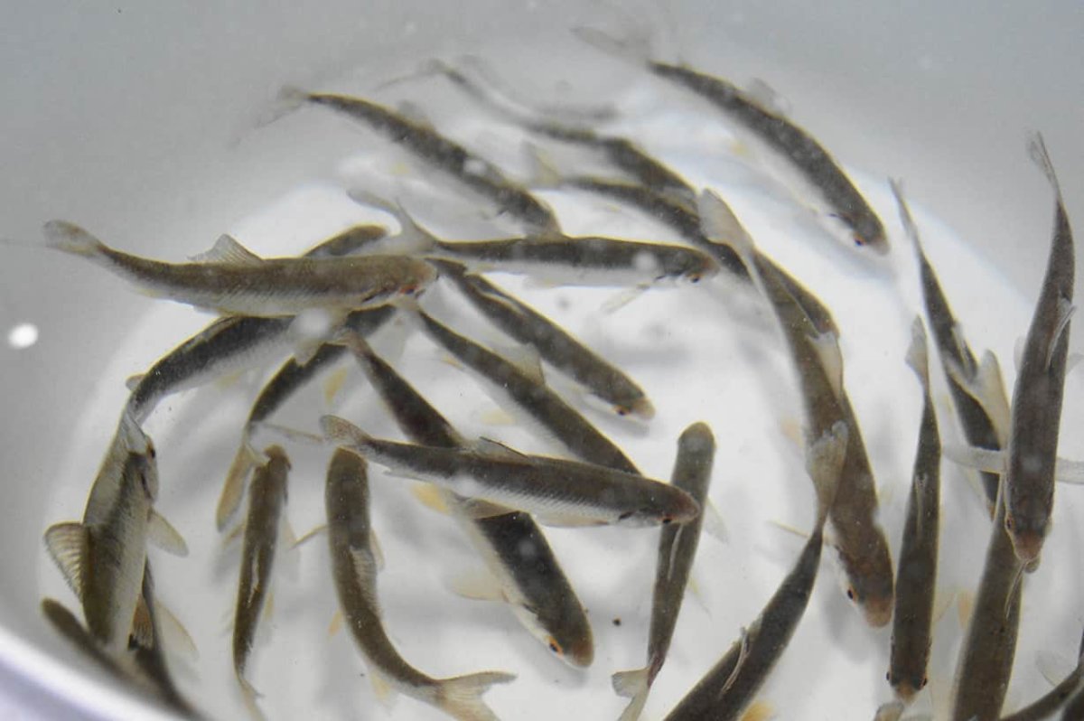 Обыкновенный плотва малек