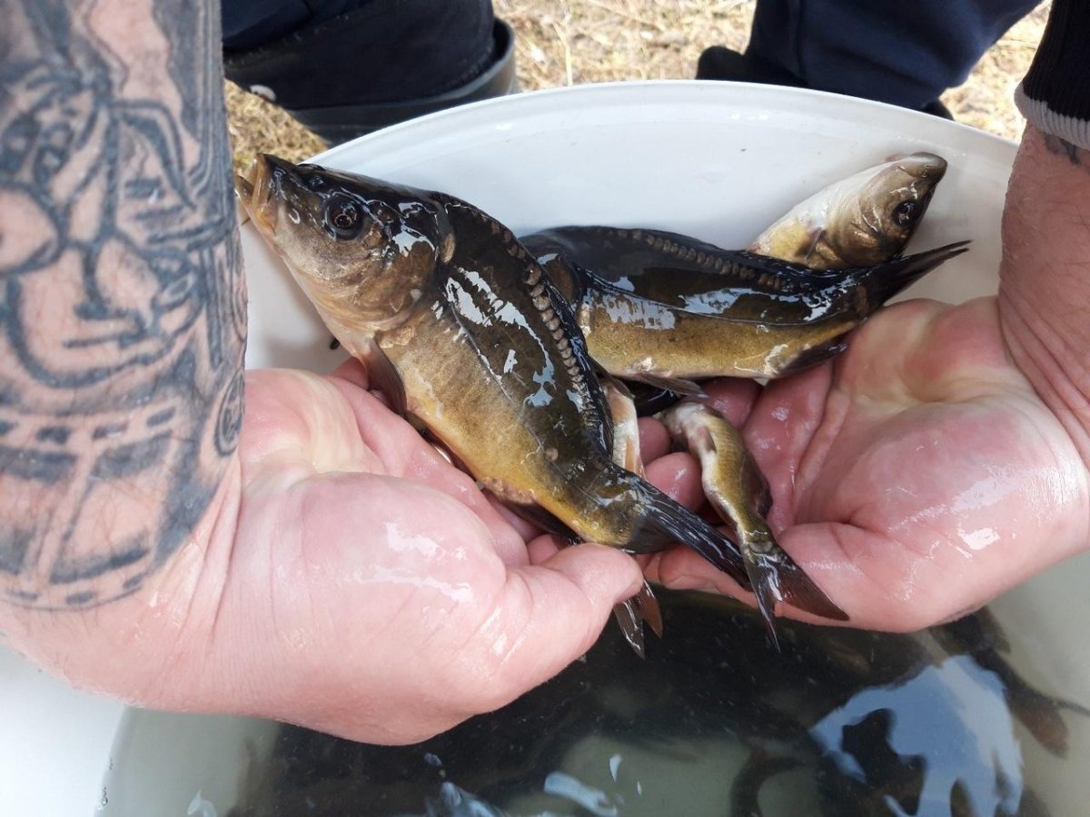 Малек карпа и малек карася