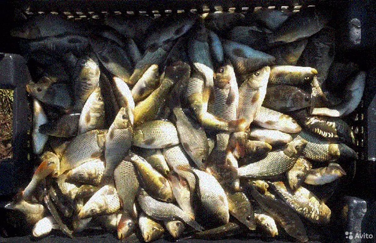 Малек щуки зарыбление