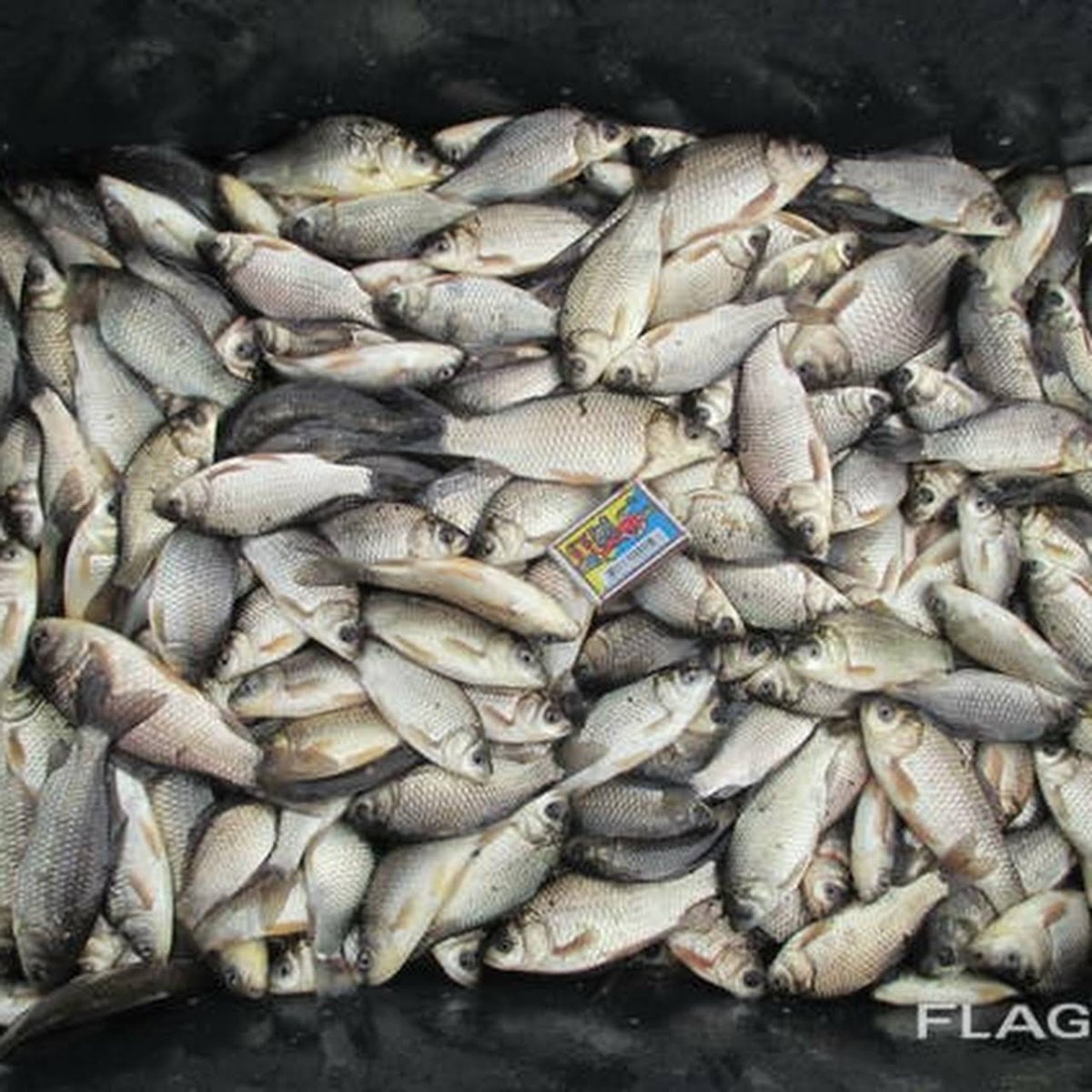 Малек карася