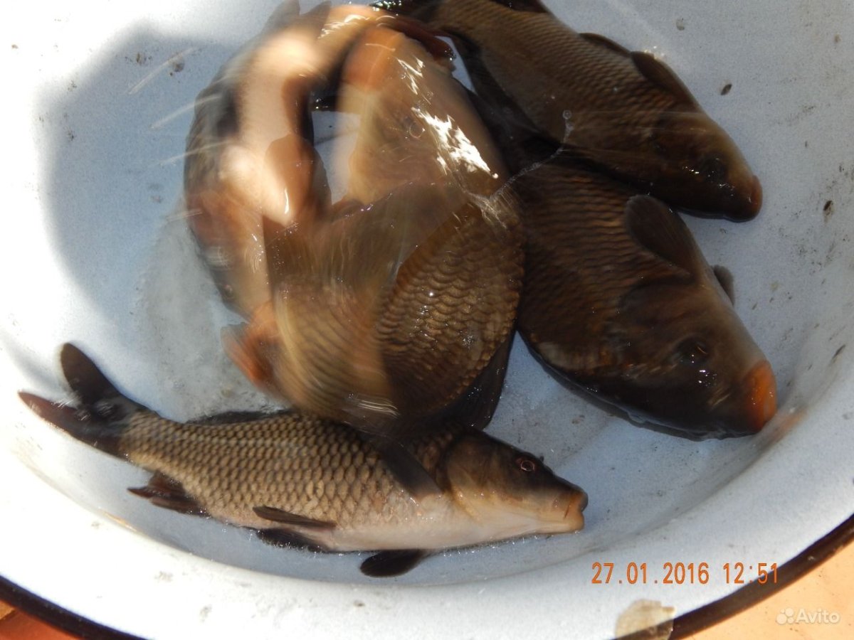 Карп зеркальный малек