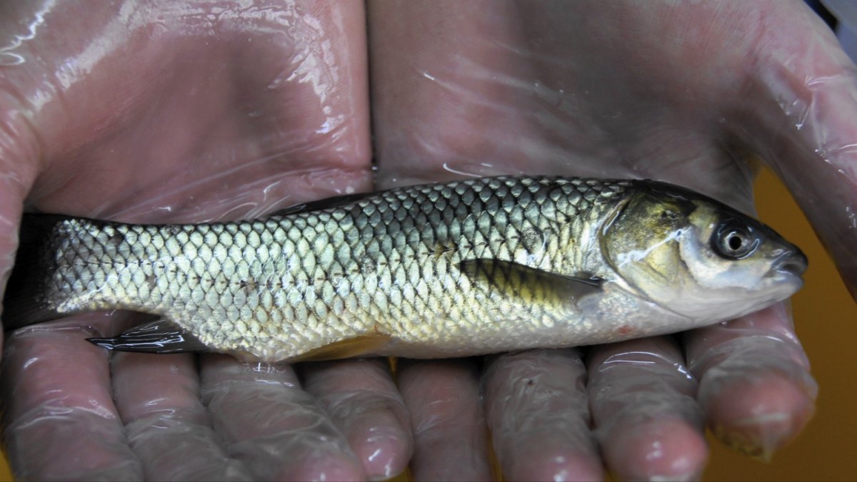 Пеленгас малек