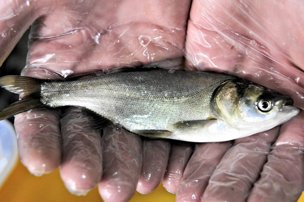 Икринка малек рыба