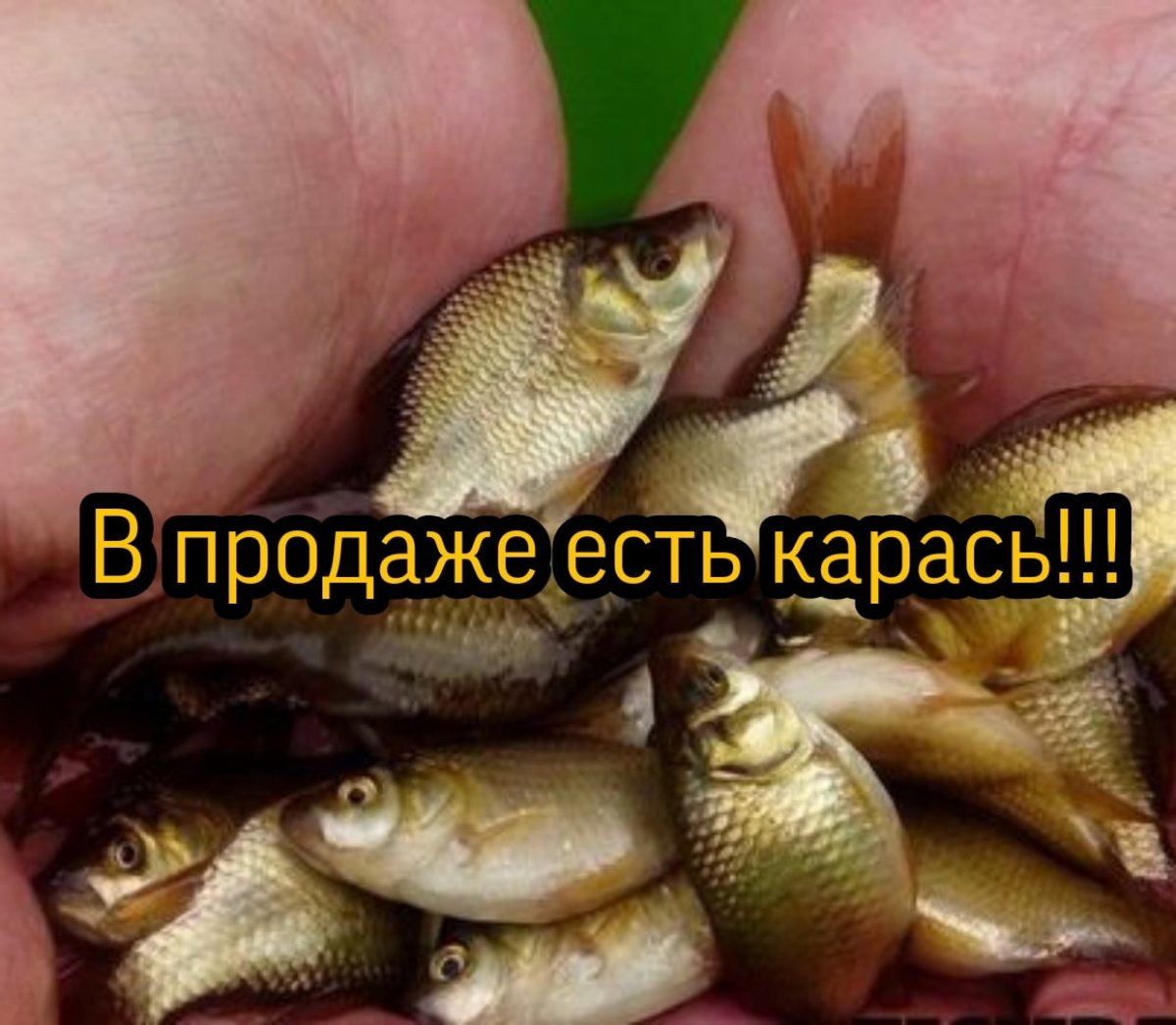 Золотой карась живец