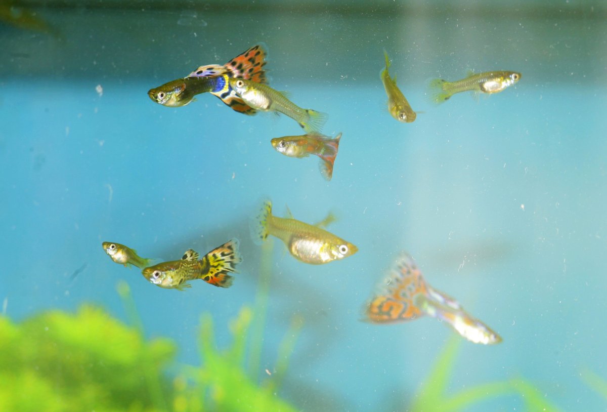 Рыба Луна мальки