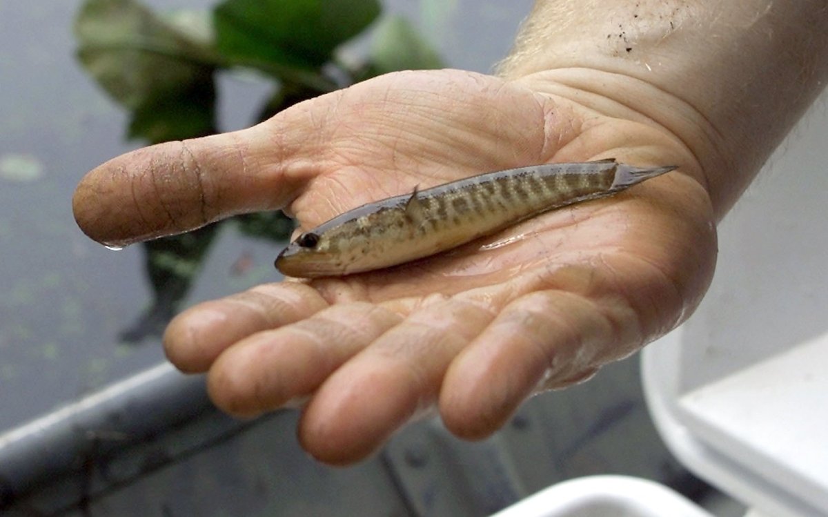 Змееголов и налим