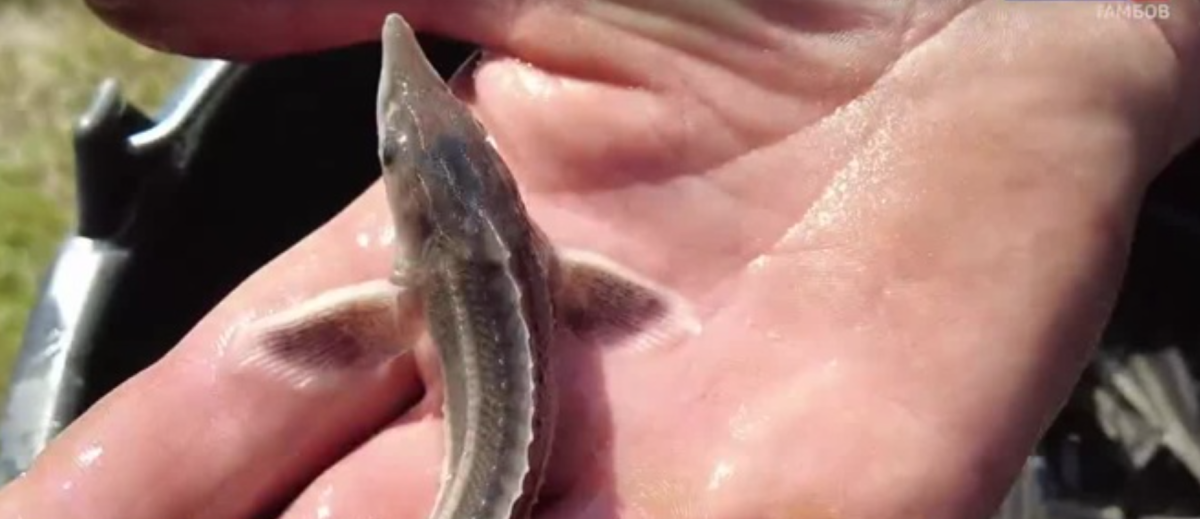 Рыбалка на стерлядь