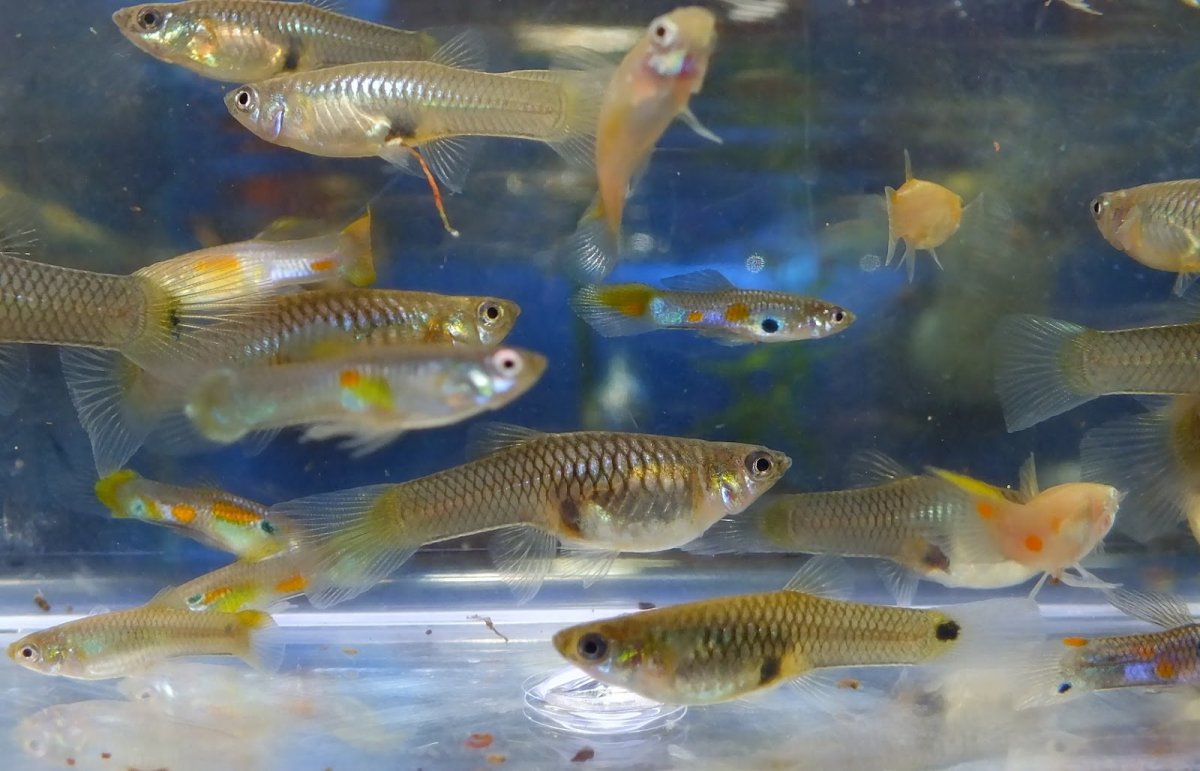 Дикие гуппи