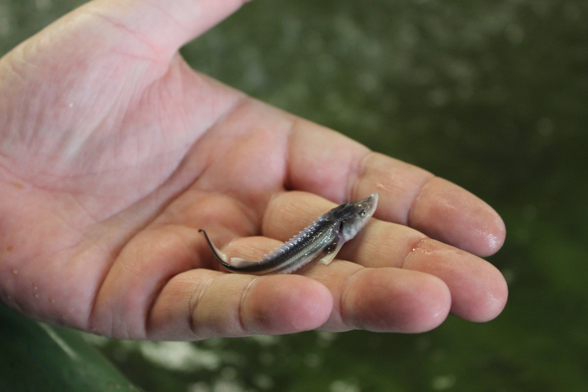 Малек осетра