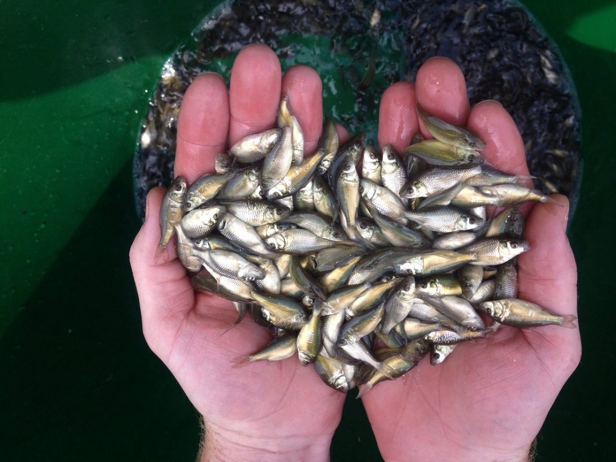 Сазан рыба малек