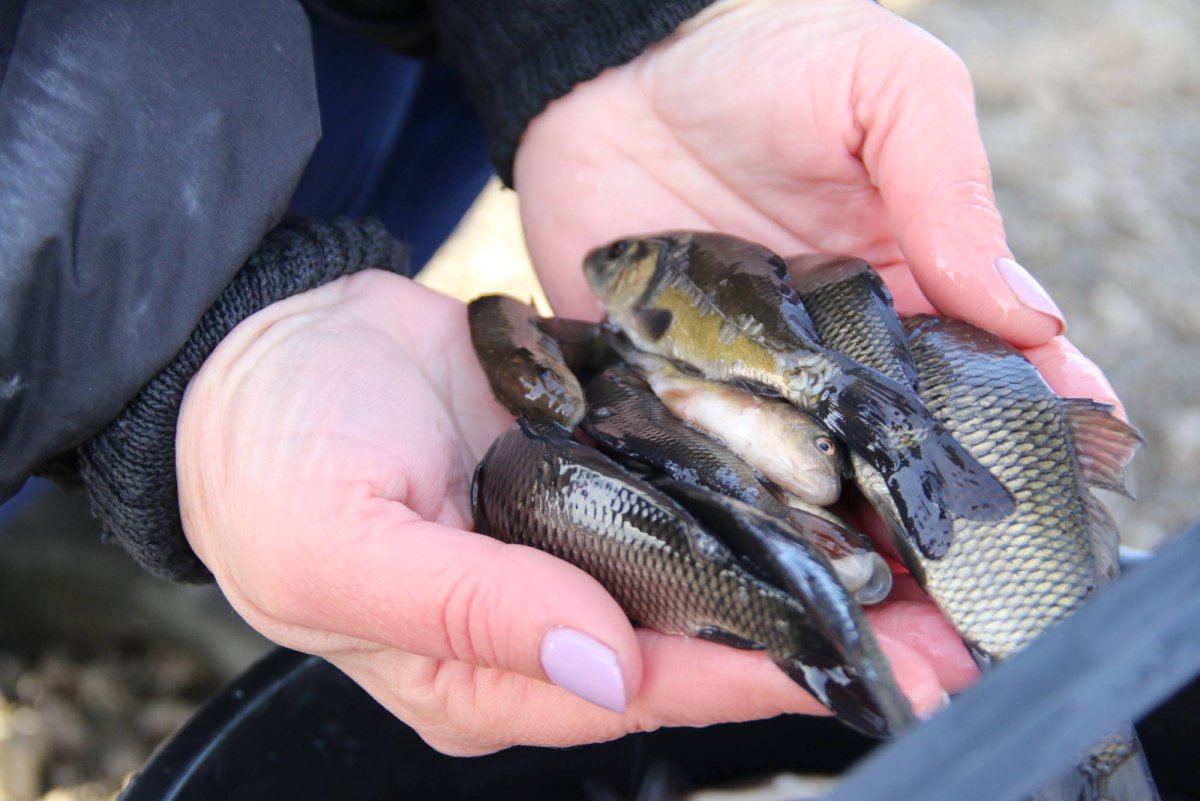 Малек карпа сеголеток