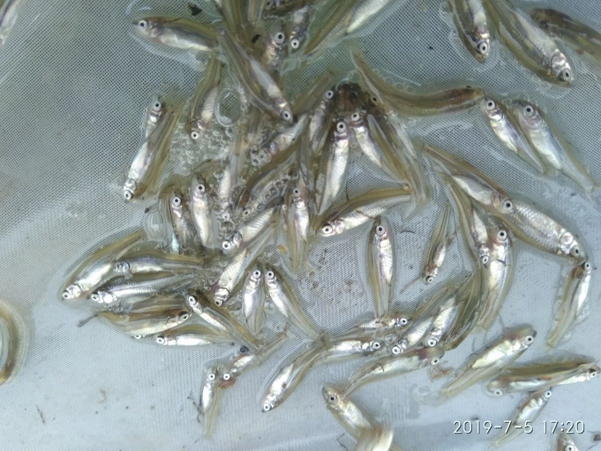 Синец малек