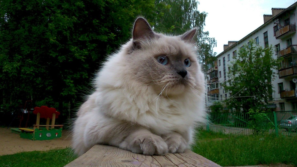 Кошка ленинградская маскарадная
