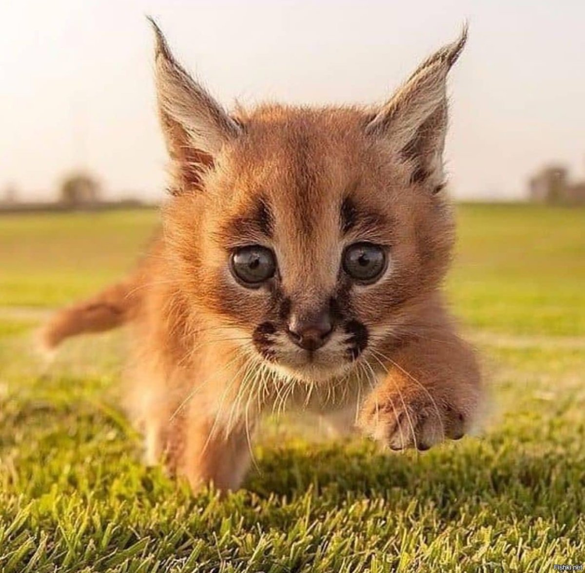 Котята породы каракал