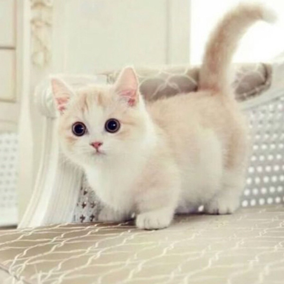 Британская шиншилла Хосико