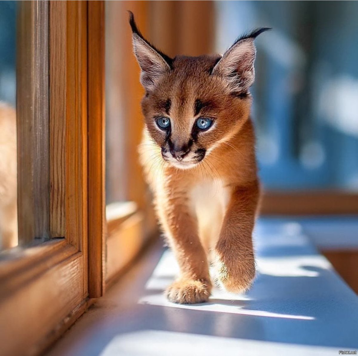 Каракал кошка маленький