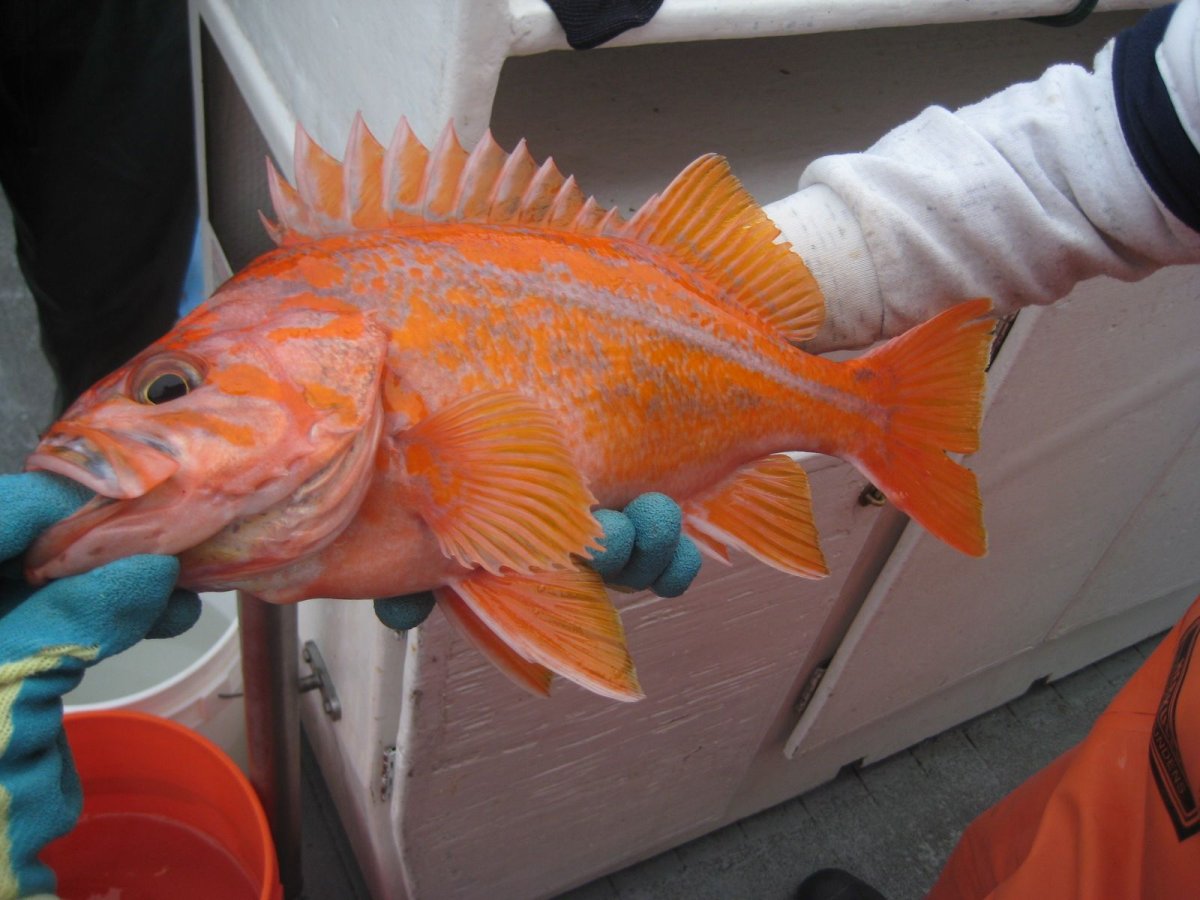 Канареечный морской окунь