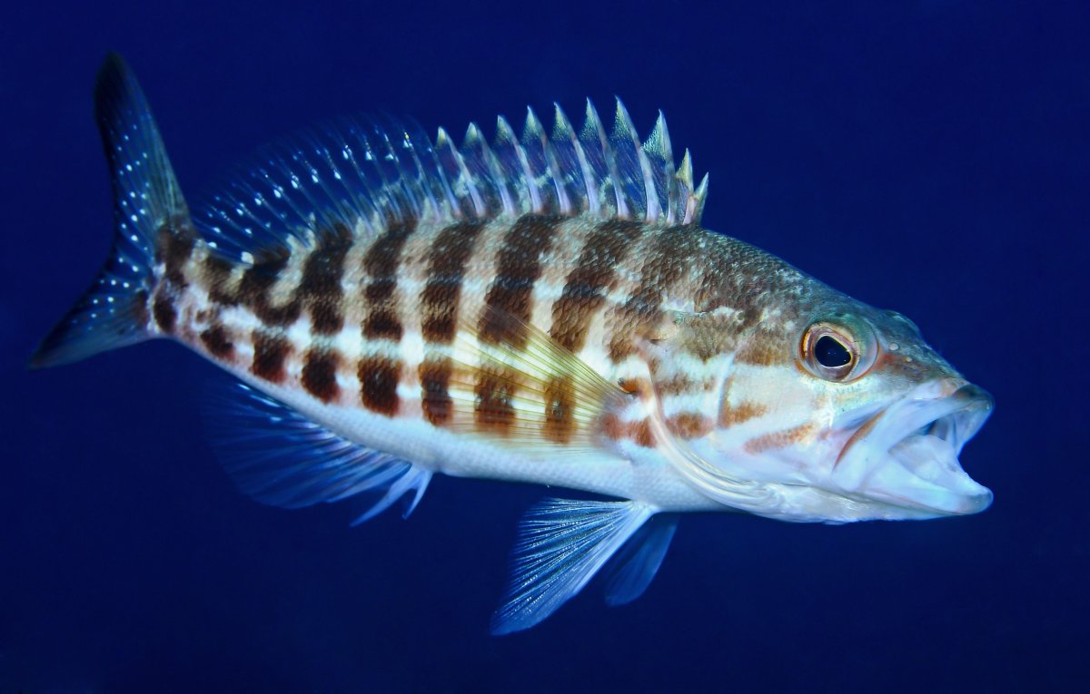 Serranus Siniperca
